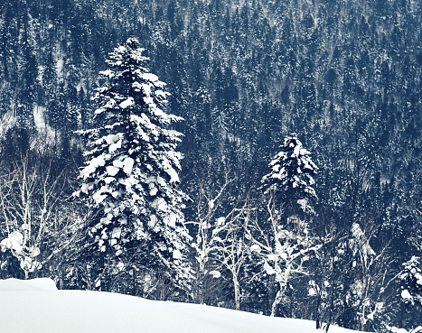 Mountains in winter. The fir trees under snow on the slope. Sakhalin island, Russia