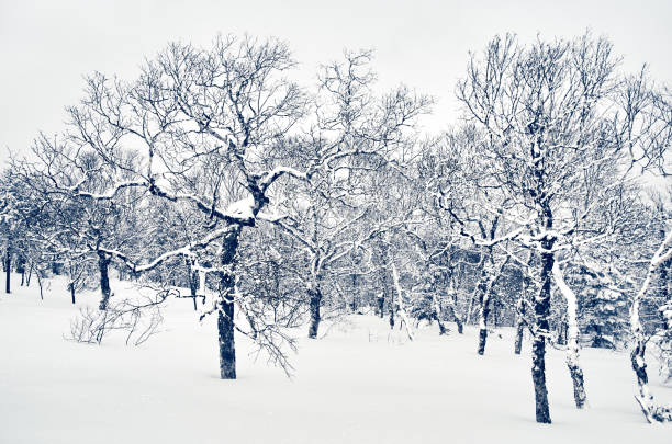 Mountains in winter. The bare trees under snow on the slopes, the gray overcast sky, cloudy sky. Sakhalin island, Russia