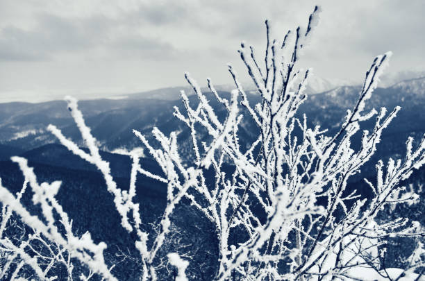 Mountains in winter. The bare trees and fir trees under snow on the slopes, the gray overcast sky, cloudy sky. Sakhalin island, Russia