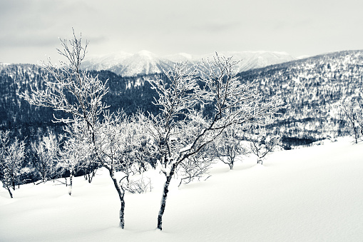 Mountains in winter. The bare trees and fir trees under snow on the slopes, the gray overcast sky, cloudy sky. Sakhalin island, Russia