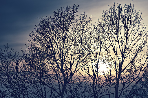 Two leafless treetops in Fort Worth Texas. Picture taken in cold winter at 10.22am on February 2nd, 2024.