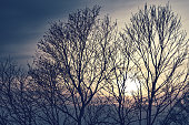 The bare trees and yellow sunset, cloudy blue sky