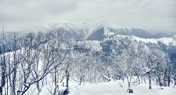 Mountains in winter. The bare trees under snow on the slopes, the gray overcast sky, cloudy sky. Sakhalin island, Russia