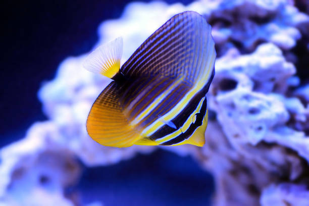 the juvenile sailfin tang - (zebrasoma velifer) - sailfin tang стоковые фото и изображения