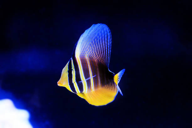 the juvenile sailfin tang - (zebrasoma velifer) - sailfin tang стоковые фото и изображения