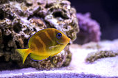 Atlantic juvenile yellow (blue) tang - Acanthurus coeruleus