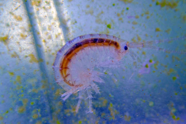 istock Macro shot on saltwater amphipod - Gammarus oceanicus 2003738628