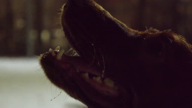 Full frame close-up of Setter dog's snout and face, winter night play