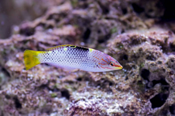 The checkerboard wrasse (Halichoeres hortulanus) is a fish belonging to the wrasse family. The checkerboard wrasse (Halichoeres hortulanus) is a fish belonging to the wrasse family. halichoeres hortulanus stock pictures, royalty-free photos & images