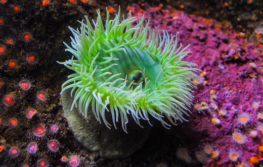 Giant Green Anemone or ( Anthopleura sp.) in a marine aquarium