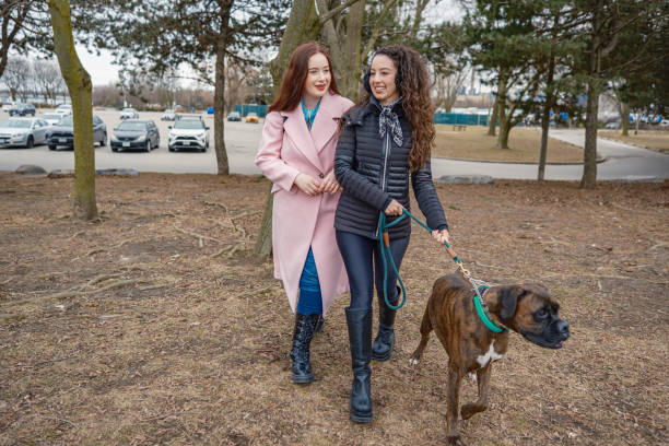 istock Young Lesbian couple taking a  boxer dog for a walk 2003820121