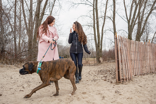 Young Lesbian couple taking a  boxer dog for a walk.  Both women dressed in casual winter clothes. Exterior of public park in winter during cloudy day.