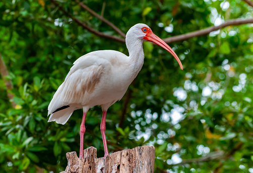American white ibis (Eudocimus albus),  a bird with a red beak sits on a tree, Florida