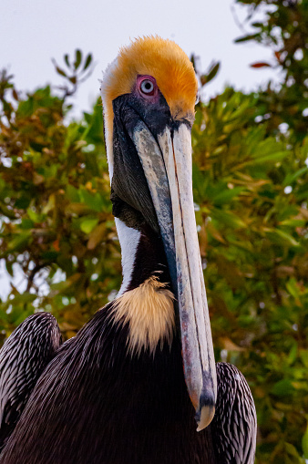 Portrait of beautiful adult Asian woolly-necked stork or Asian woollynecked, low angle view, half shot, in the morning foraging on the agriculture area in nature of tropical dry forest, northeastern Thailand.