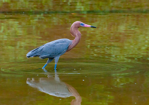 Blue Heron (Egretta caerulea) in a central Florida pond. Florida