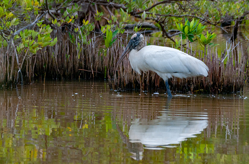 Wood Stork (Mycteria americana) is a large American wading bird in the stork family Ciconiidae, Florida