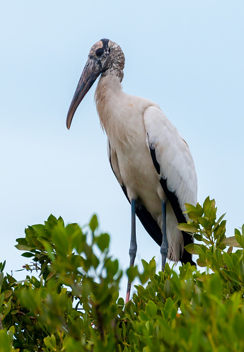 Wood Stork (Mycteria americana) is a large American wading bird in the stork family Ciconiidae, Florida