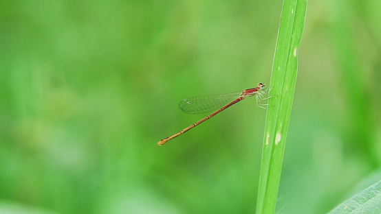 A Tiny Red Damsefly perched on the branch in green background