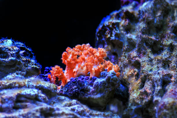 istock Orange Cauliflower Coral - Scleronephthya spp. soft coral in reef aquarium 2003852688