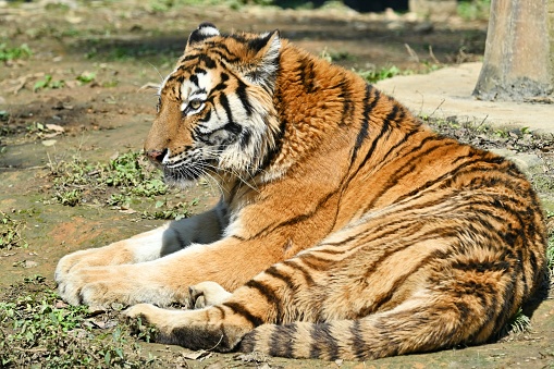 The Siberian tiger (Panthera tigris tigris) also called Amur tiger (Panthera tigris altaica) in the forest