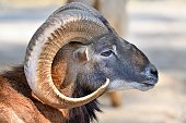 The head Argali (bighorn sheep)(close-up)