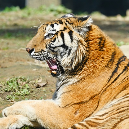 The head of a  tiger (close-up)