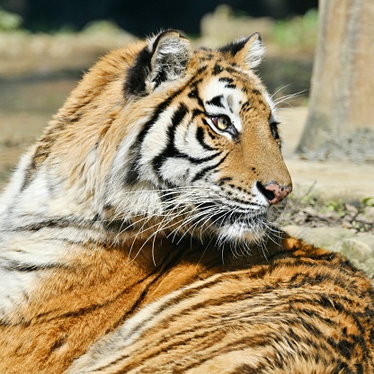 An adult tiger stands on a rock against the backdrop of the evening mountain