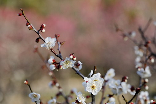 Plum blossoms in the plum garden