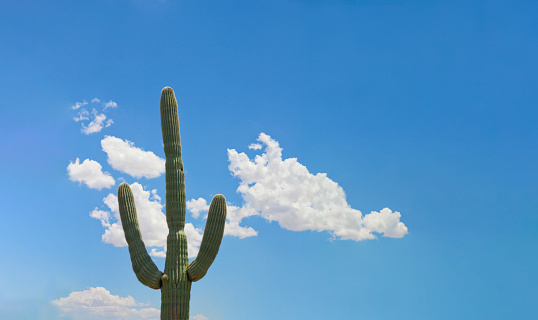Green saguaro cactus with a blue sky and clouds in Arizona