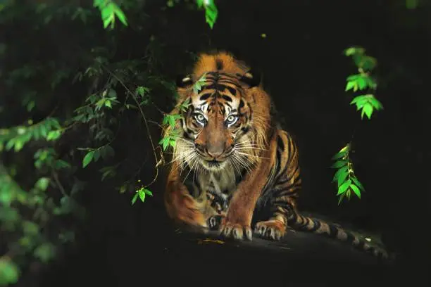 Sumatrantiger watches around from the dark