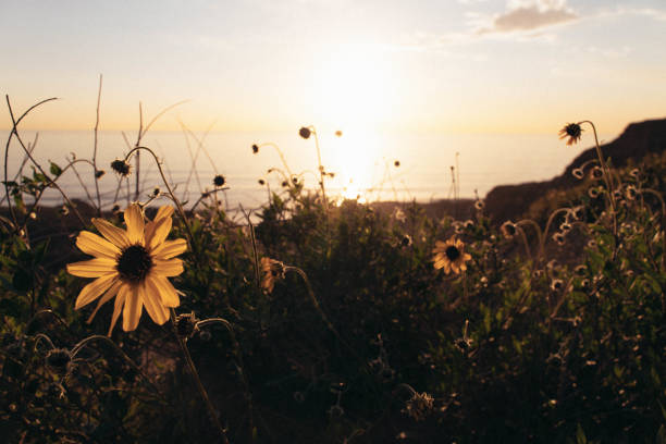 Landscape and nature photography shot in digital with a 35mm film look