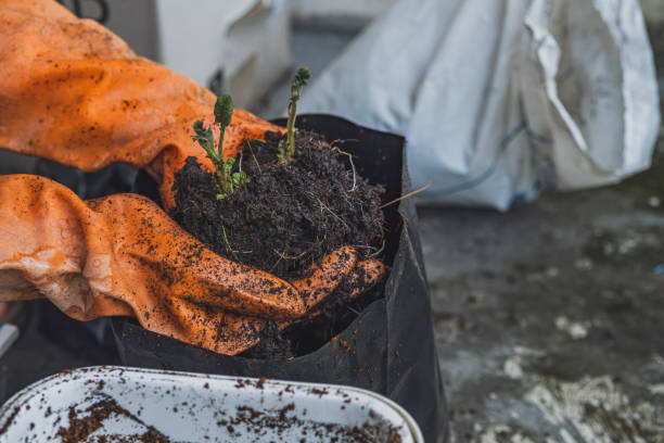 istock Hands Caring for a Small Plant of Potato. 2003899937