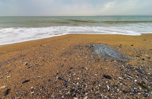 Dead jellyfish Rhizostoma pulmo washed up by a storm on the sandy shore of the Black Sea