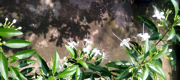 Beautiful white miswak flowers exposed to sunlight.