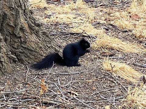 Black Squirrel in Council Bluffs, Iowa
