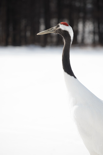 Close up of upper body of red-crowned Japanese crane grus japonensis with snow background