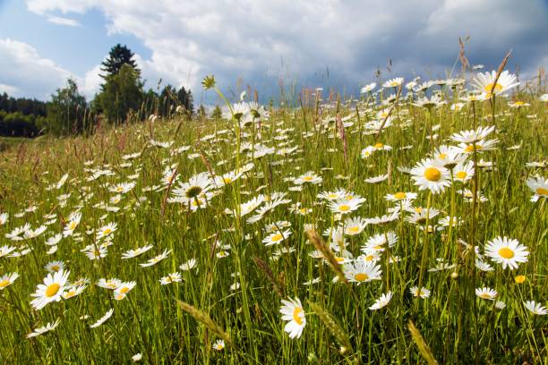 istock daisy on meadow, common daisy in latin Bellis perennis 2003993359