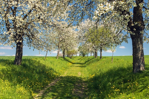 Path of Cherry Blossom Organic Tea Garden