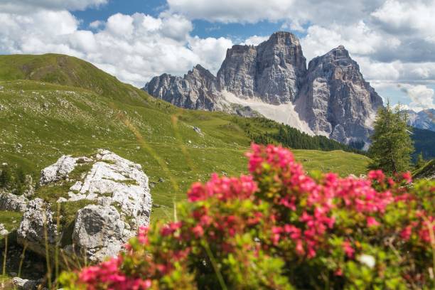 istock Monte Pelmo red mountain flowers Alps Dolomites mountain 2003998096