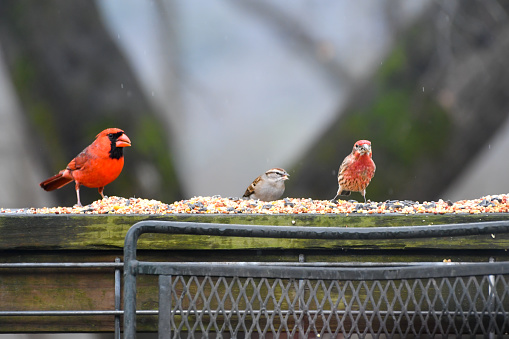 Birds Eating Seed on a Wooden Railing in Birmingham, Alabama in the Winter