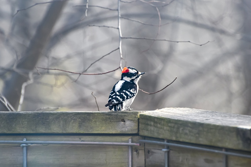 Birds Eating Seed on a Wooden Railing in Birmingham, Alabama in the Winter