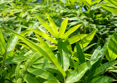 Young bamboo plant, Bambusa sp., in the nursery for natural background.