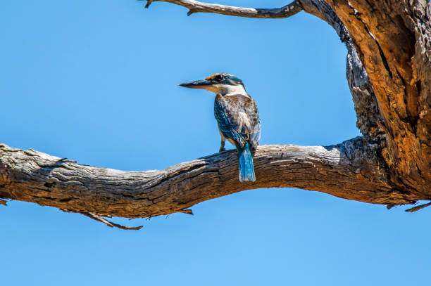 Sacred Kingfisher (Todiramphus sanctus) perched in a tree Sacred Kingfisher  perched high atop a tree todiramphus sanctus stock pictures, royalty-free photos & images