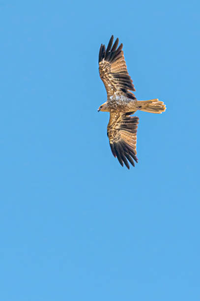 Whistling Kite ( Haliastur sphenurus) Whistling kite flying high in the sky with wings spread wide haliastur sphenurus stock pictures, royalty-free photos & images