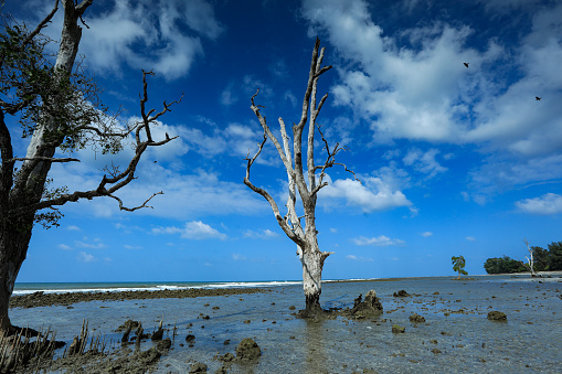 Driftwood on the beach