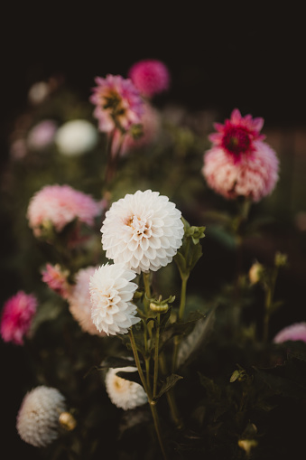 Flower field with white and pink dahlias