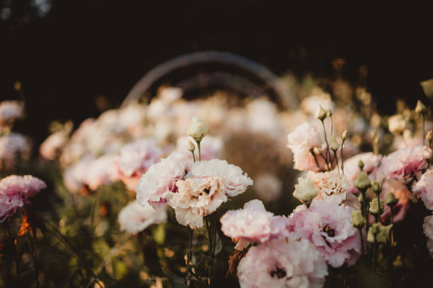 Garden of pink flowers at sunset background image