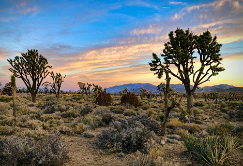 Mojave National Preserve, Joshua trees at dusk