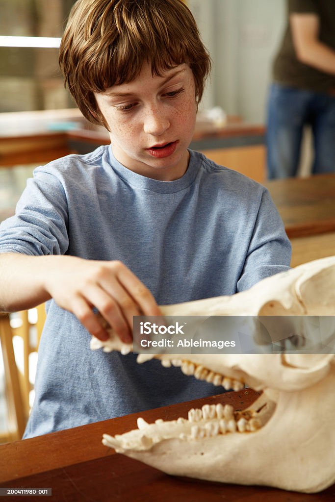 Schulkind-Nur Jungen (11. - 13.) im Klassenzimmer Eröffnung Klauen eines Modells Tier skul - Lizenzfrei Jungen Stock-Foto