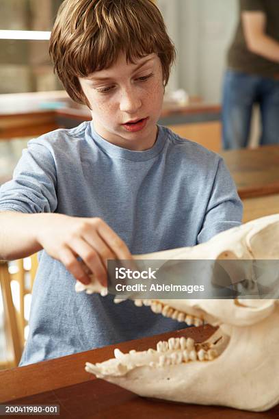남학생 강의실형 문열기 조스 모델 짐승 Skul 소년에 대한 스톡 사진 및 기타 이미지 - 소년, 아이, 교실